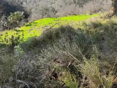 Es Gibt Ein 10.294 M2 Grosses Schnäppchen Zum Verkauf In Portakallik